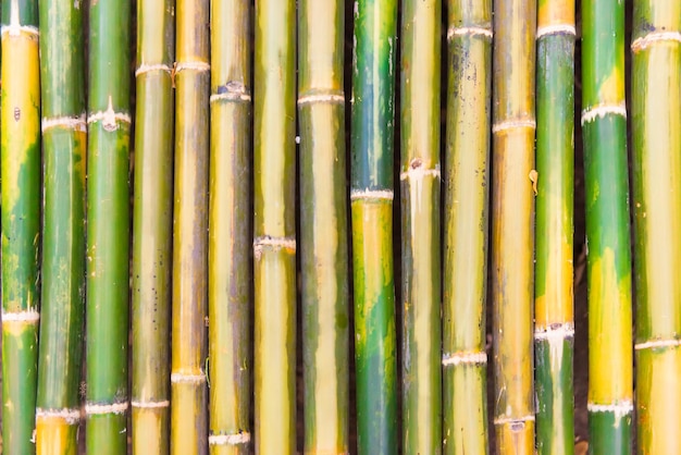 Textura de bambú verde como fondo