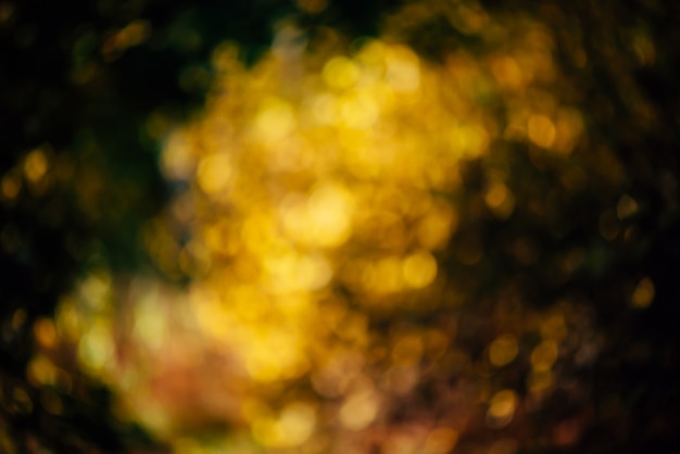 Textura borrosa de exuberante follaje abigarrado. Fondo de otoño de naturaleza desenfocada en puesta de sol. Borrosa caída natural telón de fondo en la salida del sol. Bokeh multicolor. Paleta de otoño verde naranja amarillo en hora dorada.