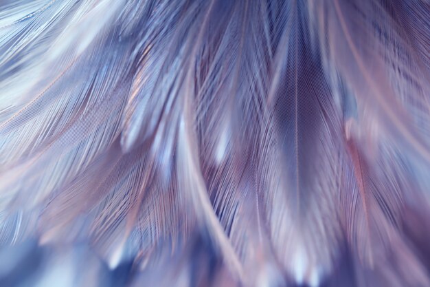Textura borrosa de la pluma de los pájaros y de los pollos para el fondo