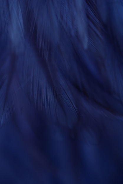 Textura borrosa de las plumas de pájaro para el fondo