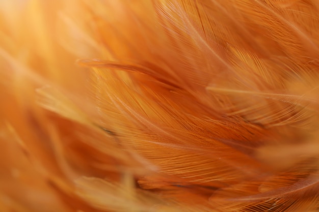 Textura borrosa de las plumas de pájaro para el fondo