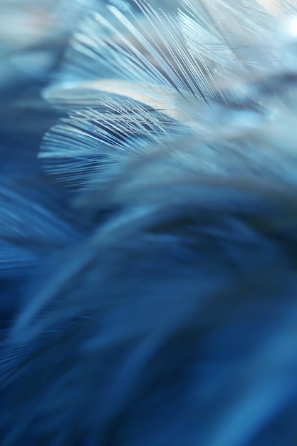 Textura borrosa de las plumas de pájaro para el fondo