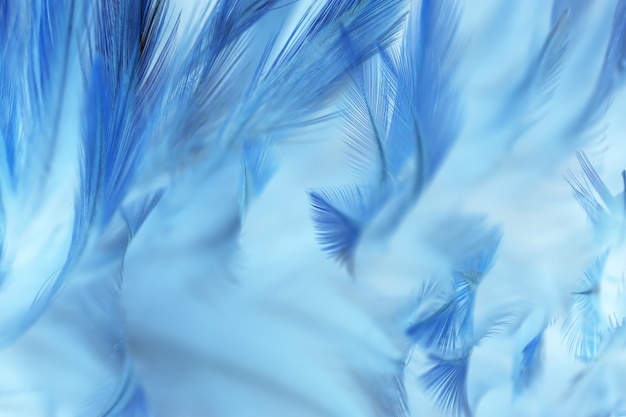 Textura borrosa de las plumas de pájaro para el fondo