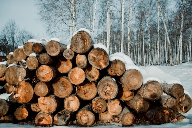 La textura del bosque de coníferas está doblada, tala de árboles, leña.