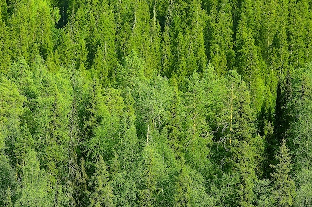 textura bosque de coníferas vista superior / paisaje bosque verde, taiga picos de abetos