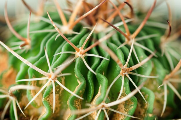 La textura del cactus Echinofossulocactus se fotografía en un fondo natural extremadamente cerrado