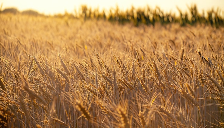 Foto la textura de un campo de cereal amarillo en primer plano fondo de oro