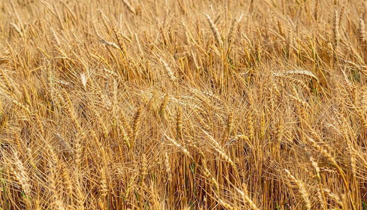 Foto la textura de un campo de cereal amarillo en primer plano fondo de oro