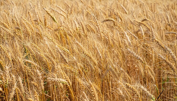 Foto la textura de un campo de cereal amarillo en primer plano fondo de oro