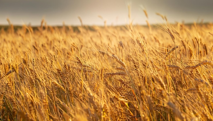 Foto la textura de un campo de cereal amarillo en primer plano fondo de oro
