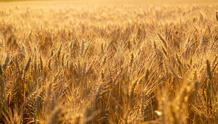 Foto la textura de un campo de cereal amarillo en primer plano fondo de oro
