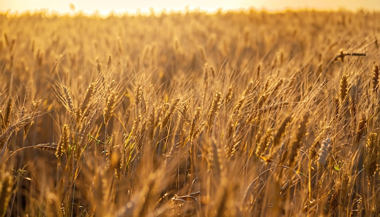 Foto la textura de un campo de cereal amarillo en primer plano fondo de oro