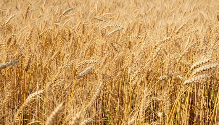 Foto la textura de un campo de cereal amarillo en primer plano fondo de oro