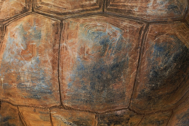 Textura del caparazón de tortuga.