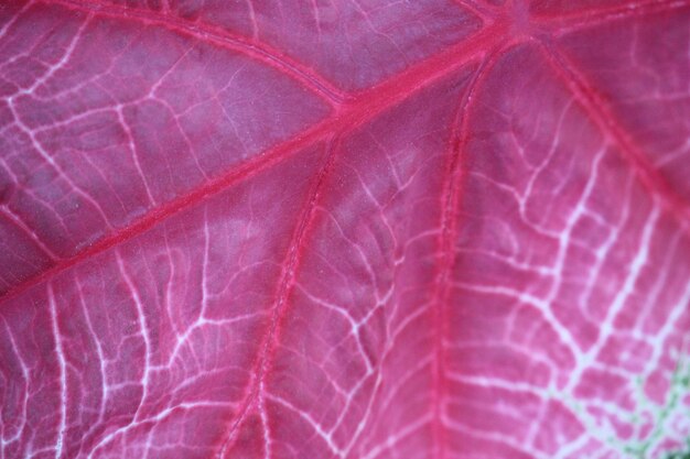 textura de cerca de hermosas hojas rojas