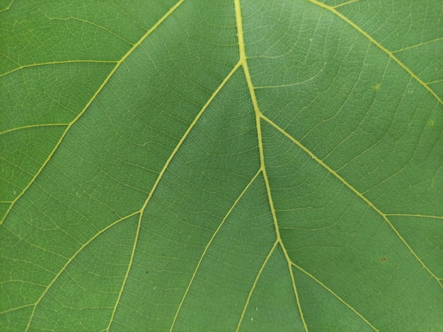 Foto textura de cerca de hojas frescas de teca adecuadas para papel tapiz