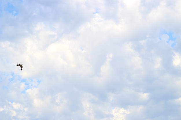 Textura cielo nubes cirros azul.