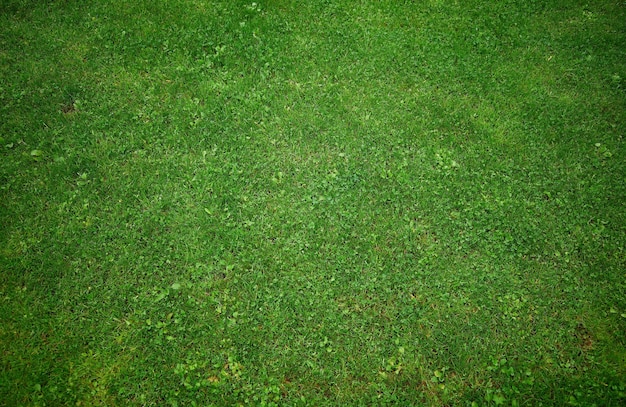 Textura clásica de hierba verde de verano