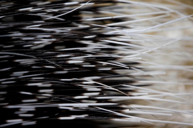 Textura de la cola de la pluma de un puercoespín