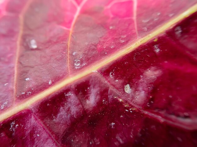 Textura de coleo rojo con tallos rojos adecuados para el fondo