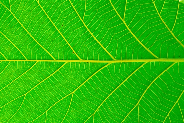 Textura com folhas natural verde bonita do fundo.