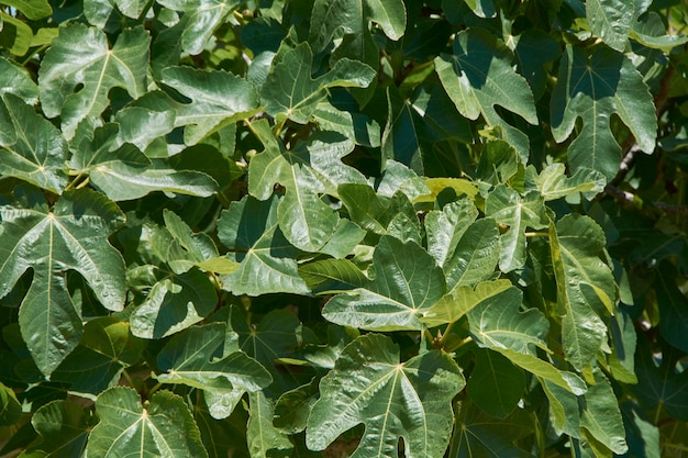 Textura com muitas folhas de figueira atirando-se ao sol de verão.