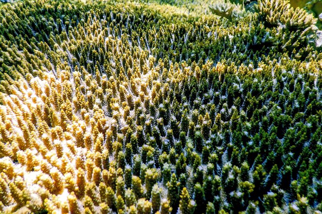 Textura de coral bajo el agua, Textura de arrecife de coral, Aguas tropicales, Vida marina