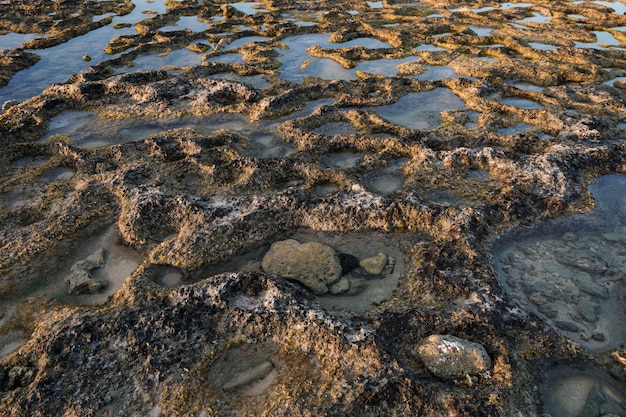 textura de coral y plantas marinas