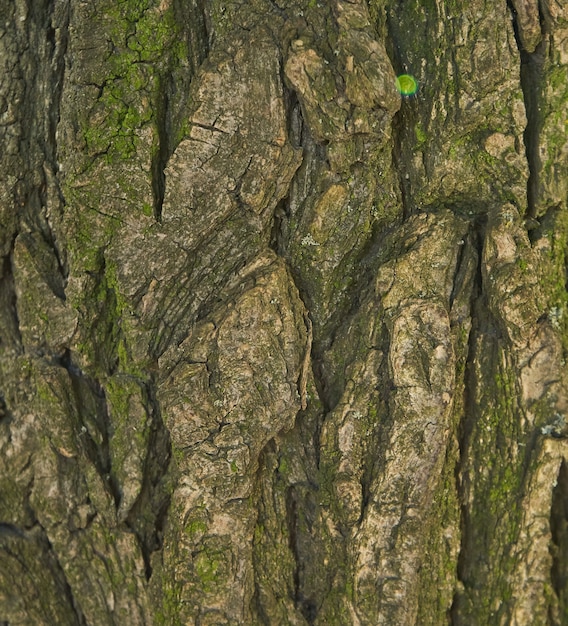 Textura de corteza de árbol - Acacia. pared para relleno de página web o diseño gráfico. Modelo. Mapa de textura 3d. De madera