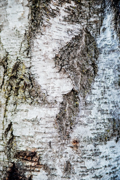 La textura de la corteza del árbol. Árbol en el primer plano del parque. Textura y fondo de relieve. Bosque.