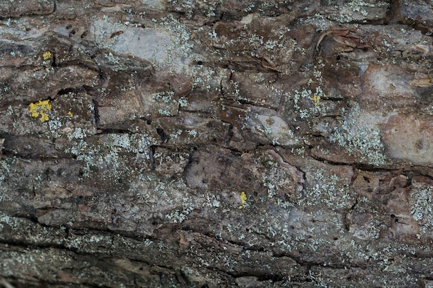 La textura de la corteza de un árbol aserrado.