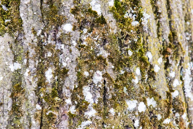 Textura de corteza de árbol áspero