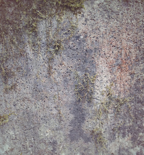 Textura de corteza de árbol en el bosque de cerca