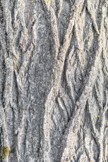 textura de corteza de árbol de cerca