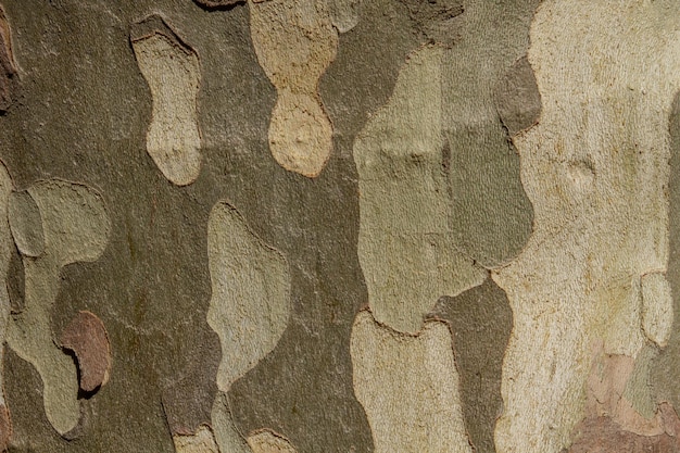 Textura de corteza de árbol de cerca