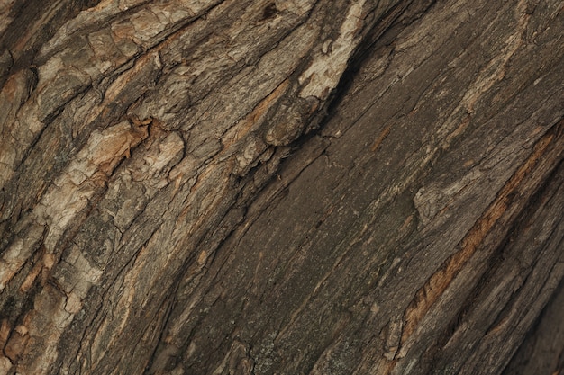 textura de corteza de árbol de cerca