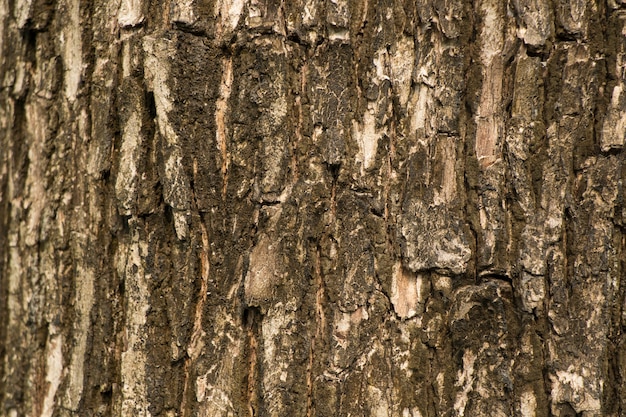 Textura de corteza de árbol como fondo