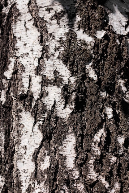 Textura de corteza de árbol de corteza de abedul