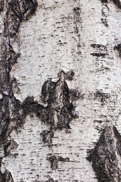 Textura de corteza de árbol de corteza de abedul