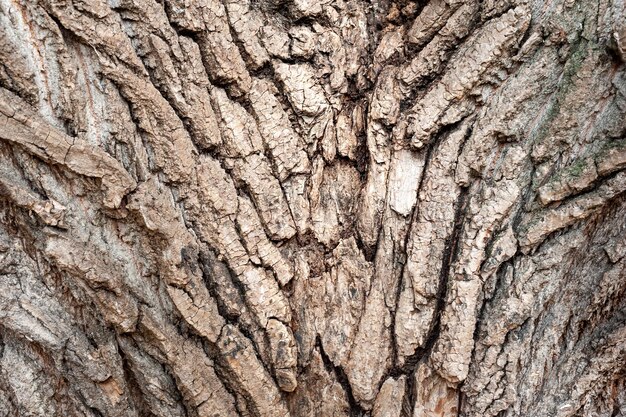 Textura de corteza de árbol Corteza de árbol grande y gruesa