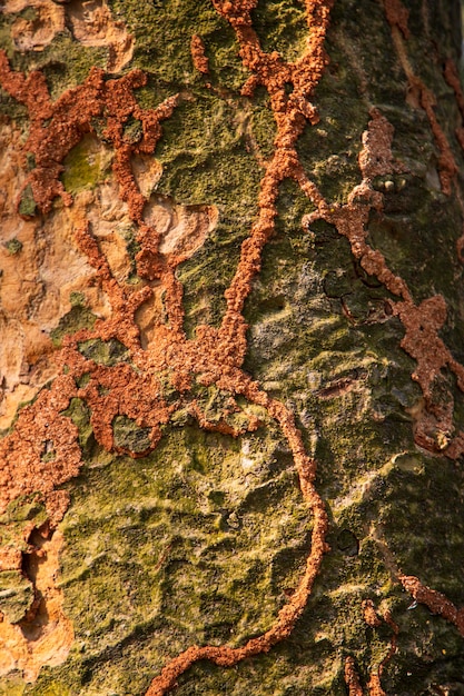 La textura de la corteza de un árbol grande se puede utilizar como fondo de pantalla