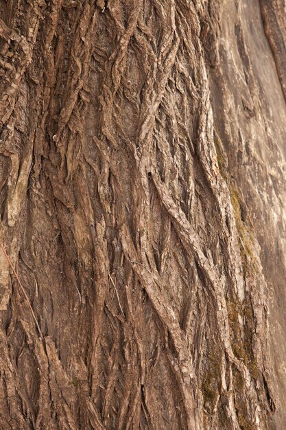 Textura de la corteza de un árbol de hoja caduca El fondo es de madera