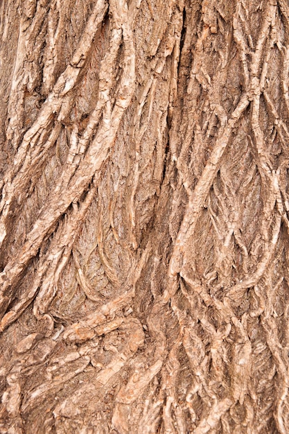 Textura de la corteza de un árbol de hoja caduca El fondo es de madera