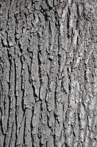 Textura de corteza de árbol en la luz del sol
