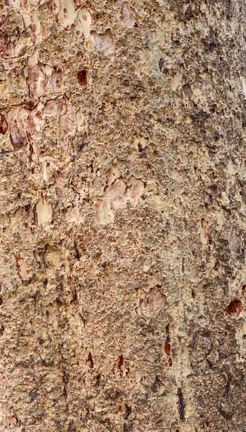 Textura de corteza de árbol marrón sesión de fotos de primer plano Superficie del árbol en una foto de día soleado La textura en relieve de la corteza marrón de un roble Textura de fondo de corteza de pino seco