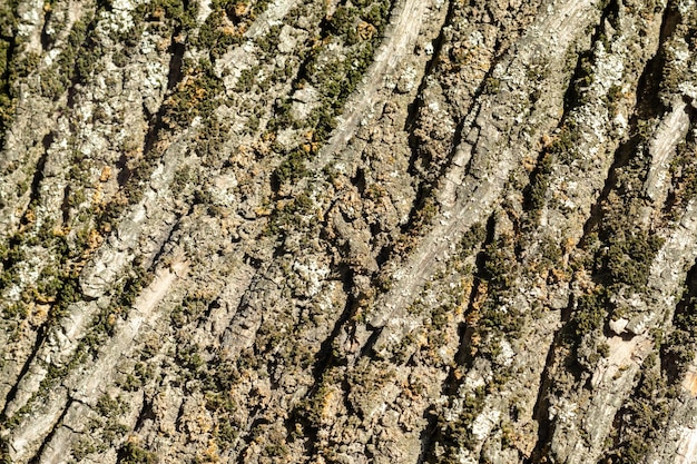 Textura de corteza de árbol con musgo verde