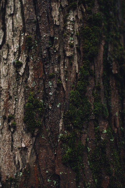 Textura de corteza de árbol con musgo