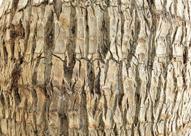 Textura de corteza de árbol de palma de coco