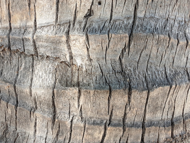 Textura de corteza de árbol de palma de coco