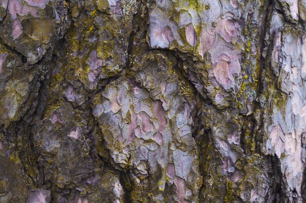 Foto la textura de la corteza del árbol. pino.